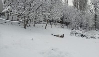 Şebinkarahisar’da Nisan Sürprizi: Doğa Beyaza Büründü, Zirai Don Kapıda