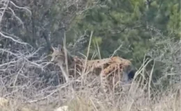 Ormanın Gizemli Hayaleti Tosya’da Ortaya Çıktı: O Anlar Saniye Saniye Kaydedildi