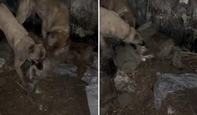 Van’da Gece Yarısı Dehşeti Aç Kurt ve Kangalların Ölümcül Karşılaşması