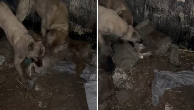 Van’da Gece Yarısı Dehşeti Aç Kurt ve Kangalların Ölümcül Karşılaşması