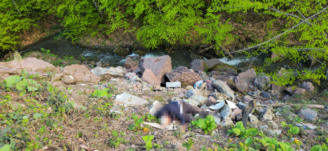 Düzce Sinekli yaylası cinayeti