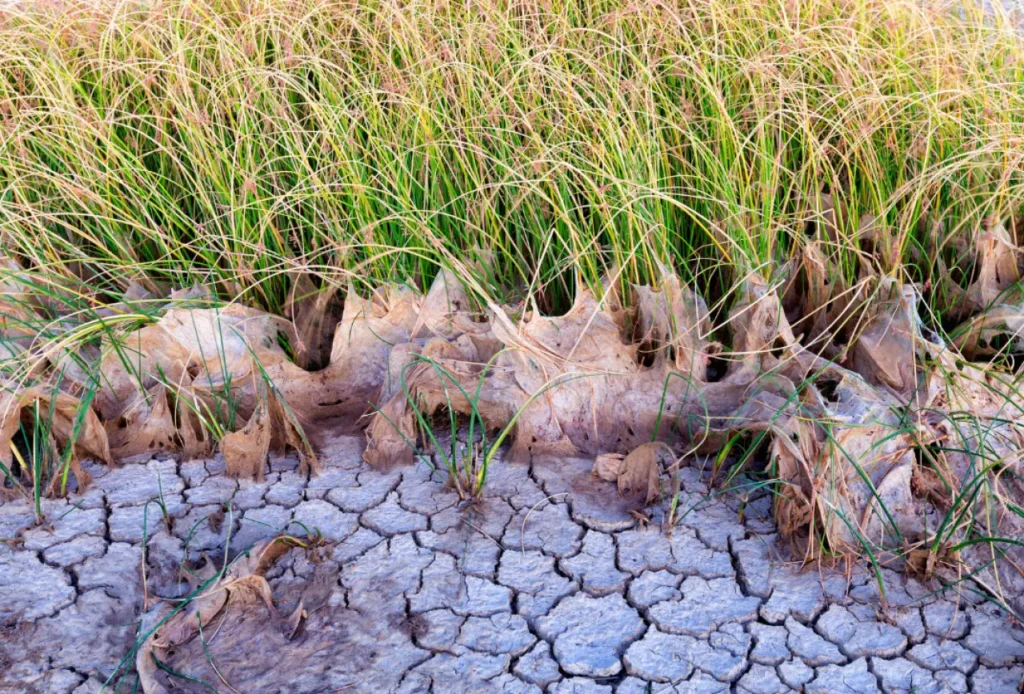 El Nino tarım ürünleri fiyatları