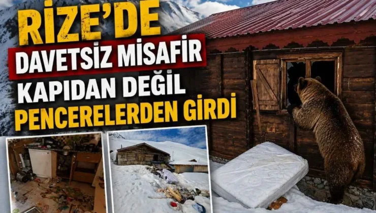 Karadeniz’de Yaylacıları Korkutan Misafir: Kapı Pencere Bırakmadı!