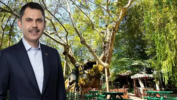 Zamanın Canlı Tanığı! Bakan Kurum Muğla Yatağan’daki 854 Yaşındaki Dev Mirası Paylaştı