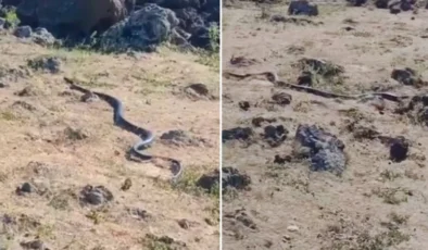 Bölge Halkı Tetikte! Taşlık Arazide Görülen Devasa Canlı Korku Dolu Anlar Yaşattı