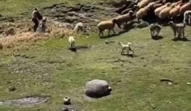 Hakkari’de Kan Donduran Anlar: Köpek Sürüsünün Saldırdığı Çocuğu Arkadaşı Ölümden Kurtardı