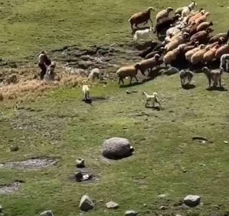 Hakkari’de Kan Donduran Anlar: Köpek Sürüsünün Saldırdığı Çocuğu Arkadaşı Ölümden Kurtardı