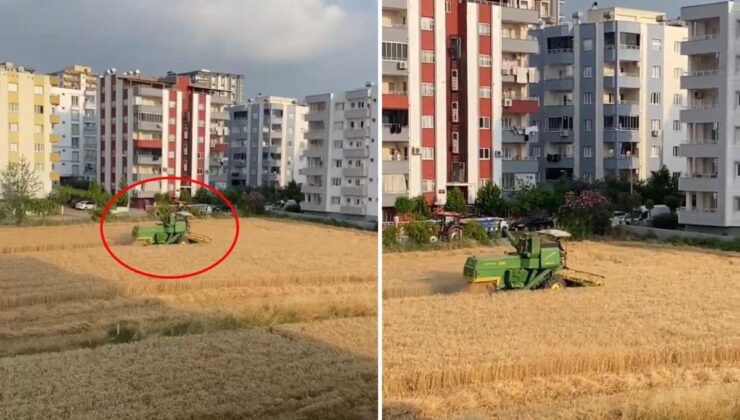 Milyon Dolarlık Teklifleri Elinin Tersiyle İtti: Gökdelenlerin Arasında Ezber Bozan Hasat