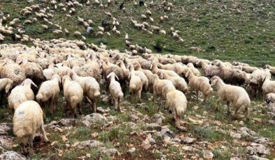 Sivas’ta Doğal Afet Dehşeti: Otlayan Sürünün Üzerine Yıldırım Düştü!