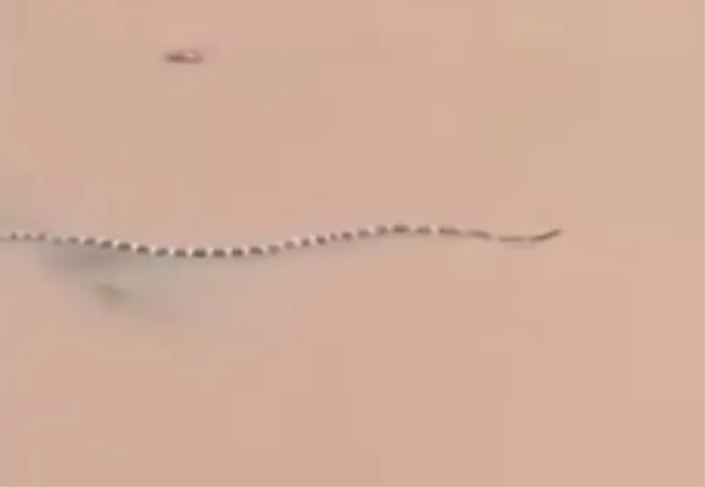 Çin sel kobra istilası