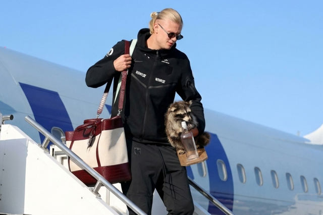 Erling Haaland rakun maketi