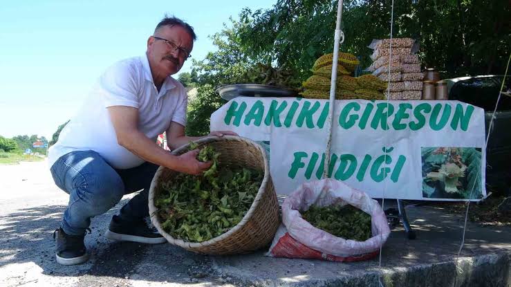 Giresun yeşil kabuklu fındık fiyatı