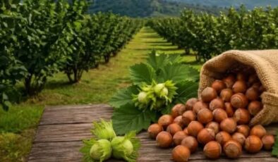 Milyonlarca Üreticinin Gözü Kulağı O Haberdeydi: TMO Fındık Alım Fiyatlarını Açıkladı!