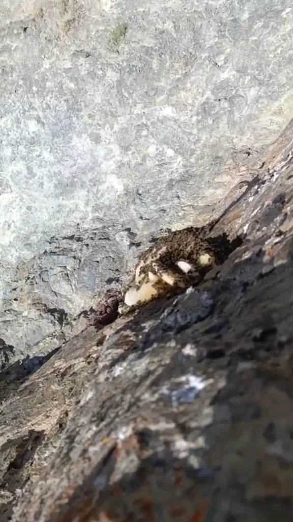Elazığ kaya balı