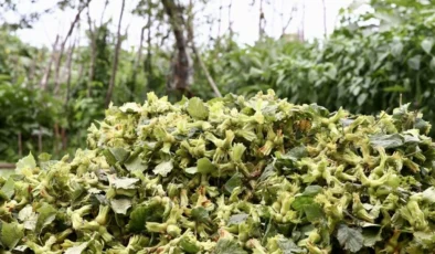 Karadeniz’de ‘Yeşil Altın’ Mesaisi Başladı: Giresun’da Bahçelere Giren Üreticinin Zorlu Hasat Yarışı!