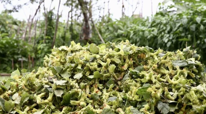 Karadeniz’de ‘Yeşil Altın’ Mesaisi Başladı: Giresun’da Bahçelere Giren Üreticinin Zorlu Hasat Yarışı!