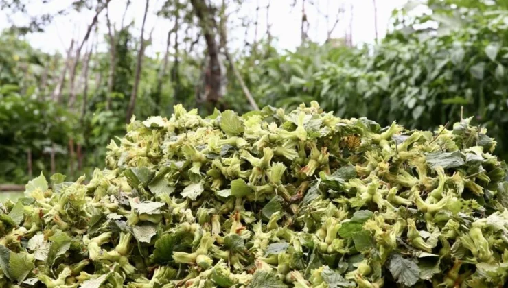 Karadeniz’de ‘Yeşil Altın’ Mesaisi Başladı: Giresun’da Bahçelere Giren Üreticinin Zorlu Hasat Yarışı!