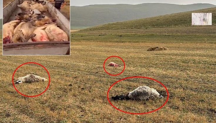 Kars’ta Yıldırım Felaketi Besicinin Emekleri Saniyeler İçinde Yok Oldu
