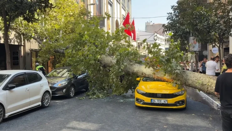 Nişantaşı’nda Gövdesi Çatlayan Dev Çınar Yola Devrildi: Teşvikiye Caddesi Savaş Alanına Döndü!