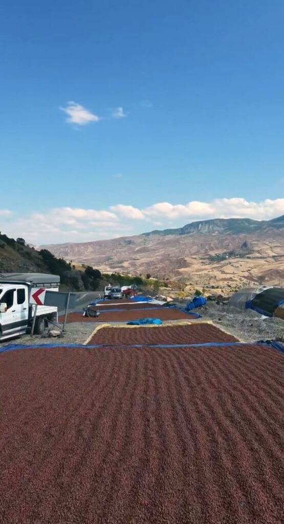 Giresun fındık kurutma Şebinkarahisar