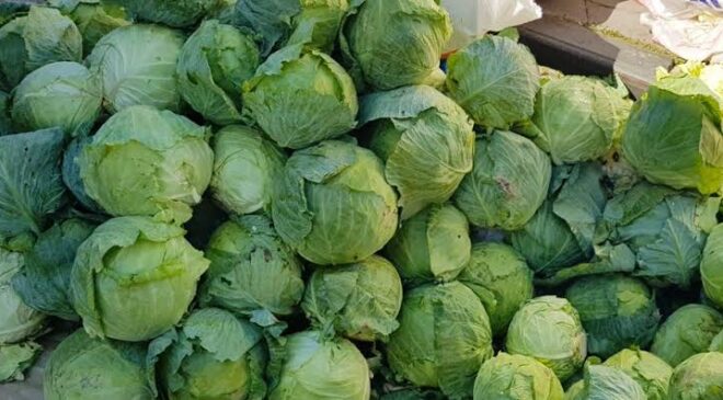 Fındığa Alternatif Olarak Yola Çıktı: Bölgenin Yeni Beyaz Altını Markalaşma Yolunda