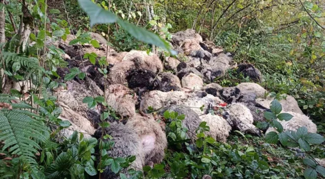 Trabzon’da Büyük Üzüntü: 184 Koyun Uçurumdan Yuvarlanarak Telef Oldu.