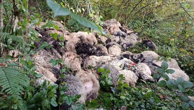 Trabzon’da Büyük Üzüntü: 184 Koyun Uçurumdan Yuvarlanarak Telef Oldu.